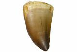 Fossil Mosasaur (Prognathodon) Tooth - Top Quality #114151-1